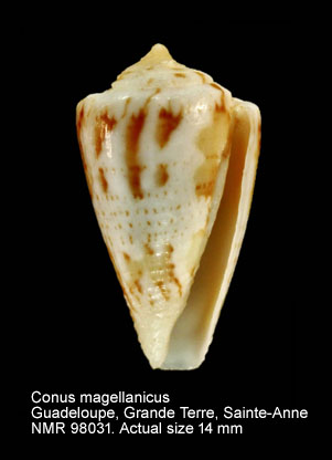 Conus magellanicus.jpg - Conus magellanicus Hwass in Bruguière,1792